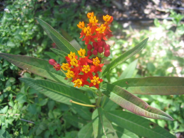 Garden Sage