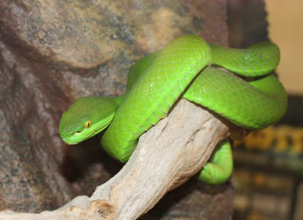 Show Offers Snakes, Monitors, Face Painters And More 