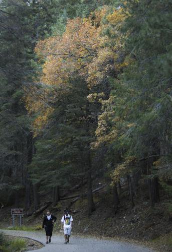 Fall colors on Mount Lemmon