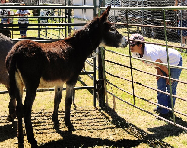 Animal shots of the week