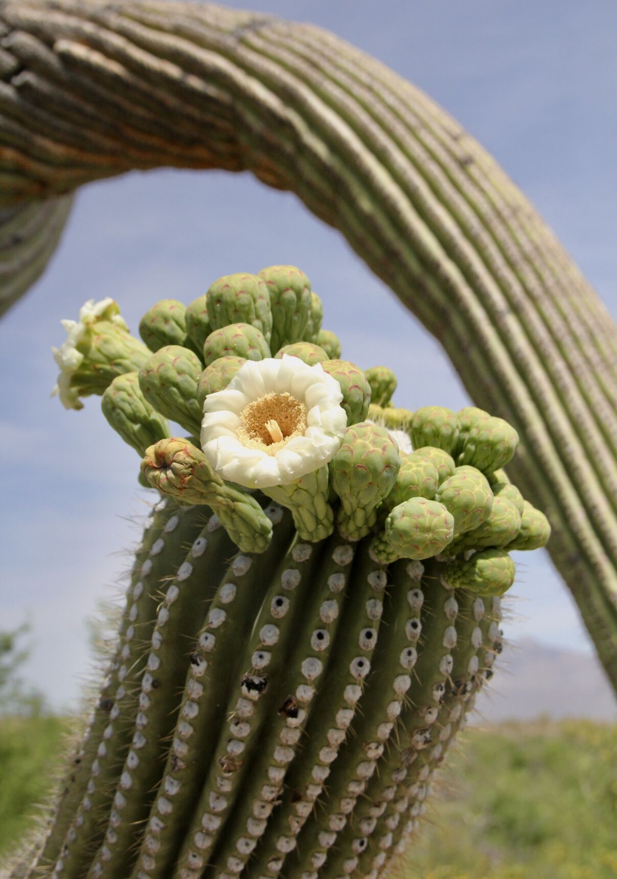 Tucson saguaros are blooming. Here's everything you need to know.