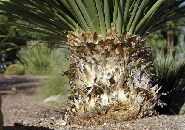 Get rid of pests without deadly force   