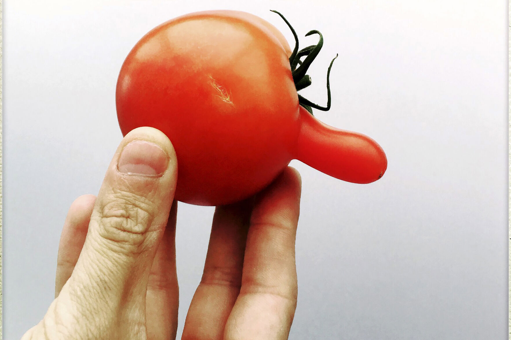 tomato様 Tomato Plush (9in) – Youtooz Collectibles