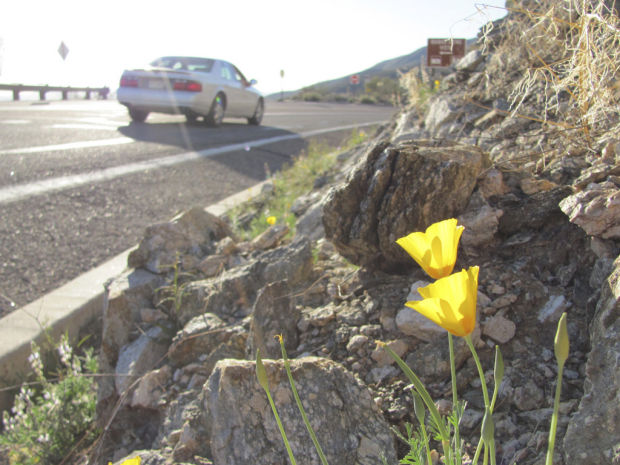 Thanks to some winter rain, spring bloom's here after all    