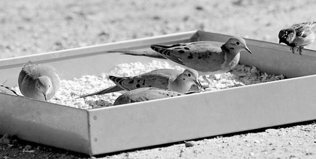 Feeding wildlife too risky  