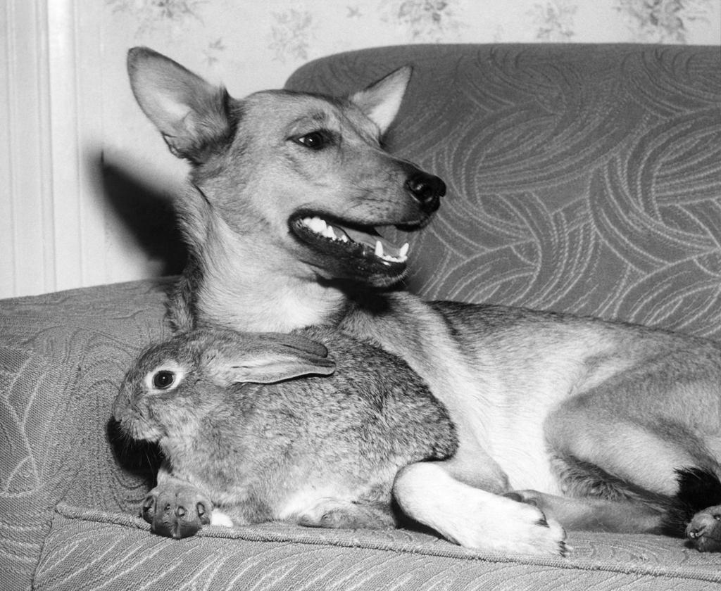 35 Photos Of Unlikely Animal Friendships Pets Tucson Com