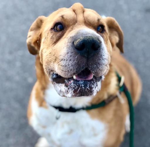 Adopt a friend: Amigo