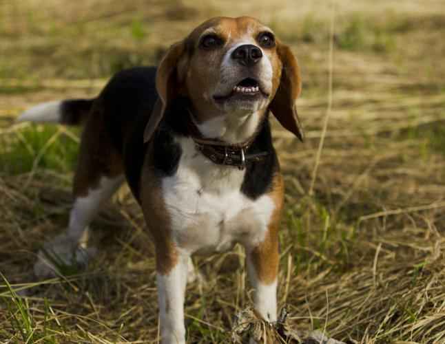 Dog