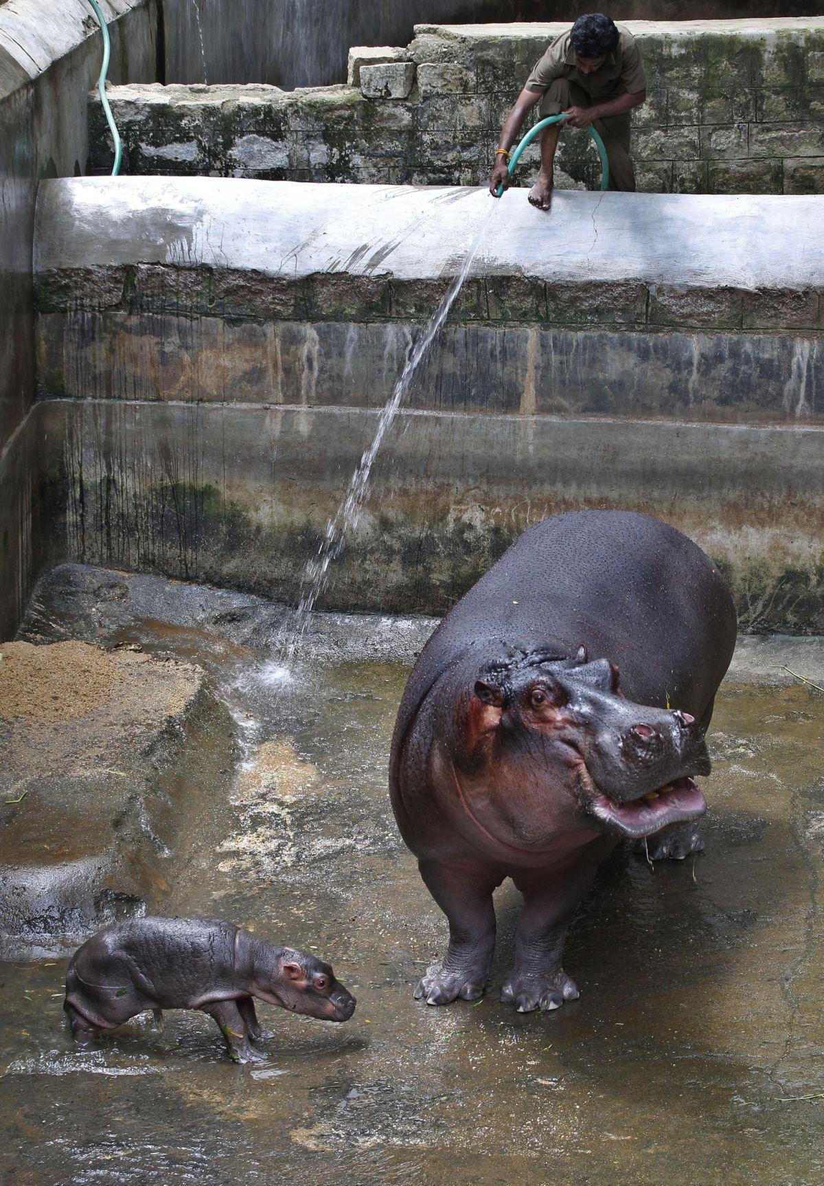 Photos: Baby zoo animals | Entertainment | tucson.com