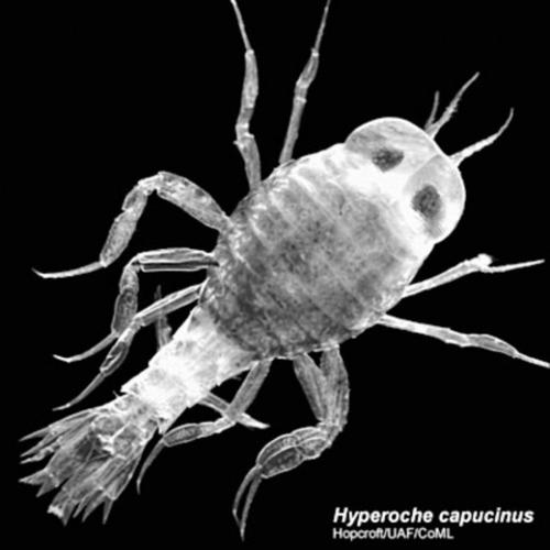 Astonishingly rich marine life in polar oceans  