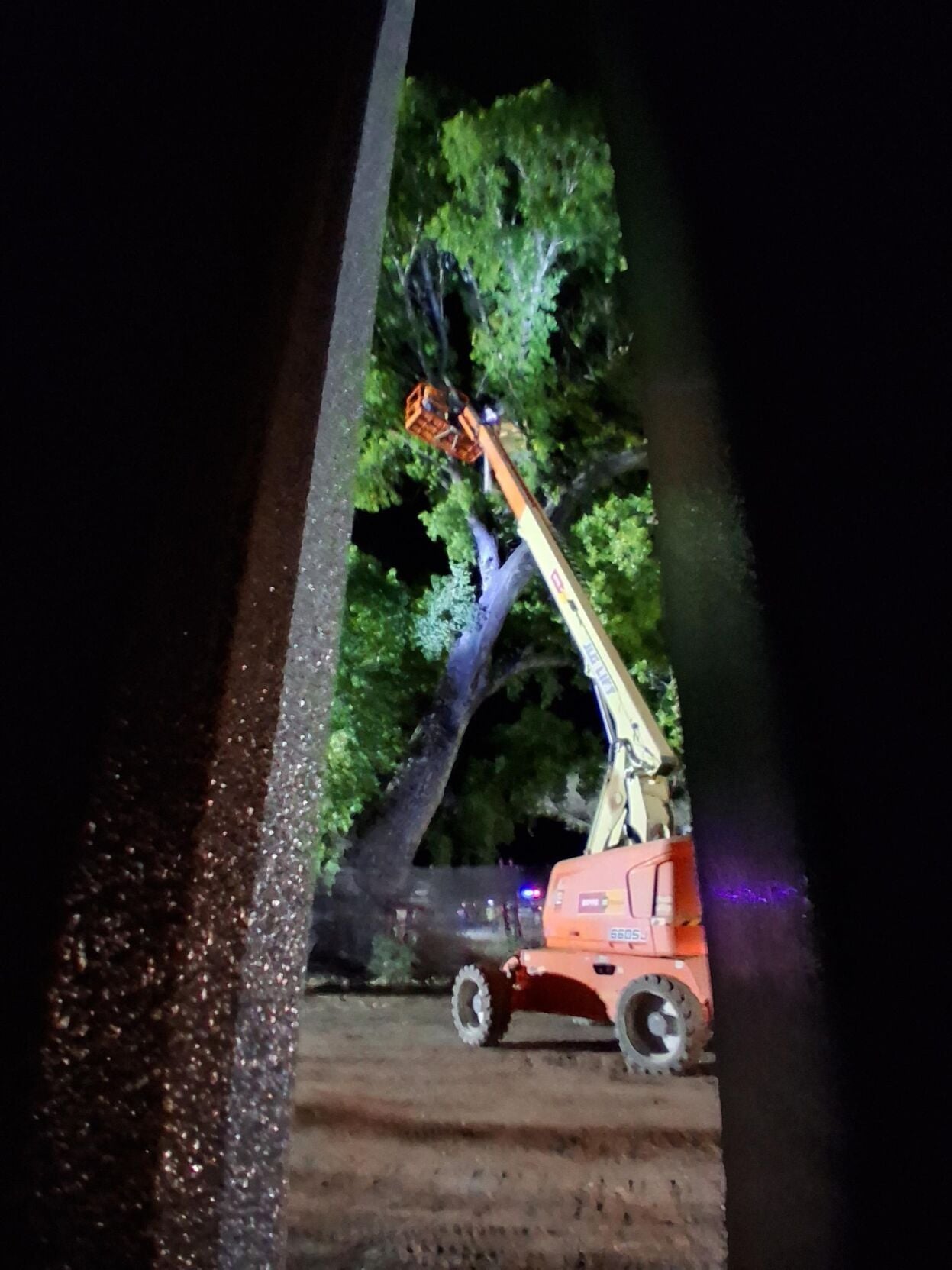 Tree sit in Mexico