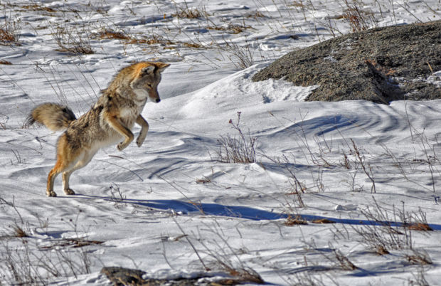 National Park Travel Photo Contest entries