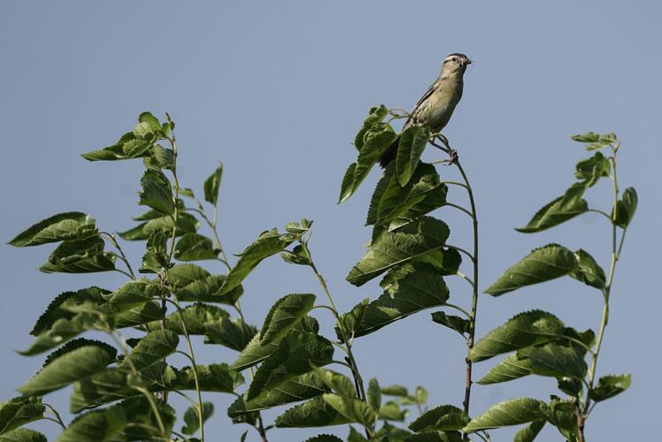 Bird Trends