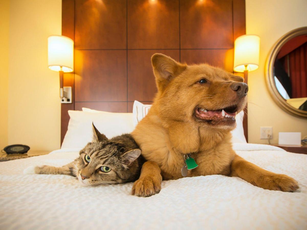 More “Pets Allowed” in 2022: Increasing number of hotels welcome pets brand-wide - Image