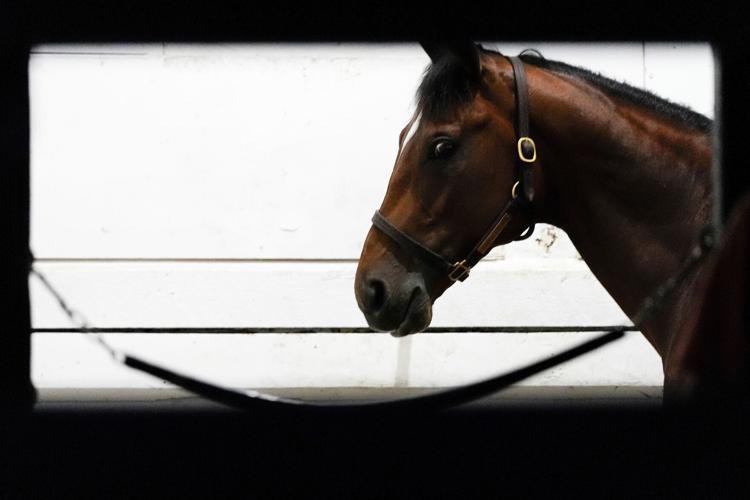 Preakness Horse Racing
