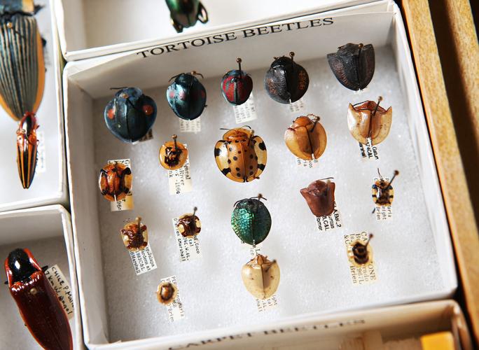 Entomologists Charlie and Lois O'Brien