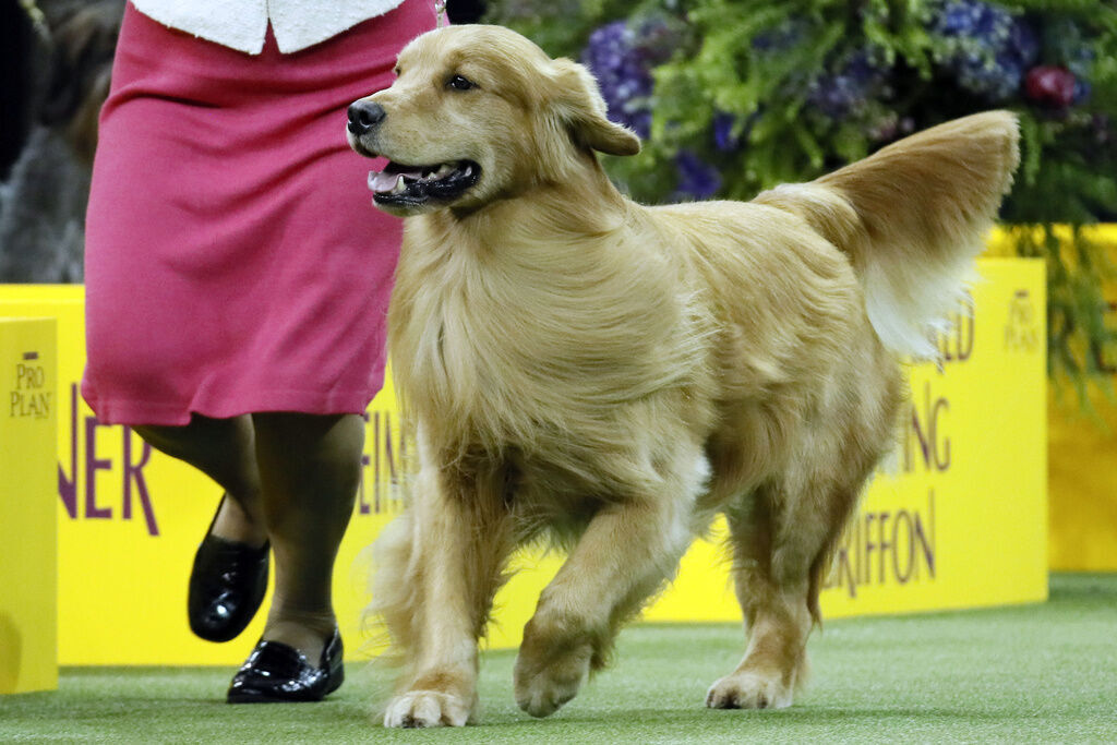 Westminster Dog Show 2025 Contenders