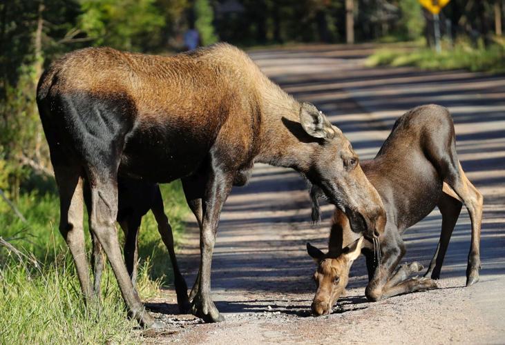 Moose and her calves