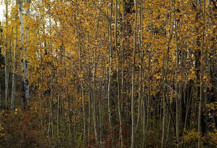 Fall colors on Mount Lemmon