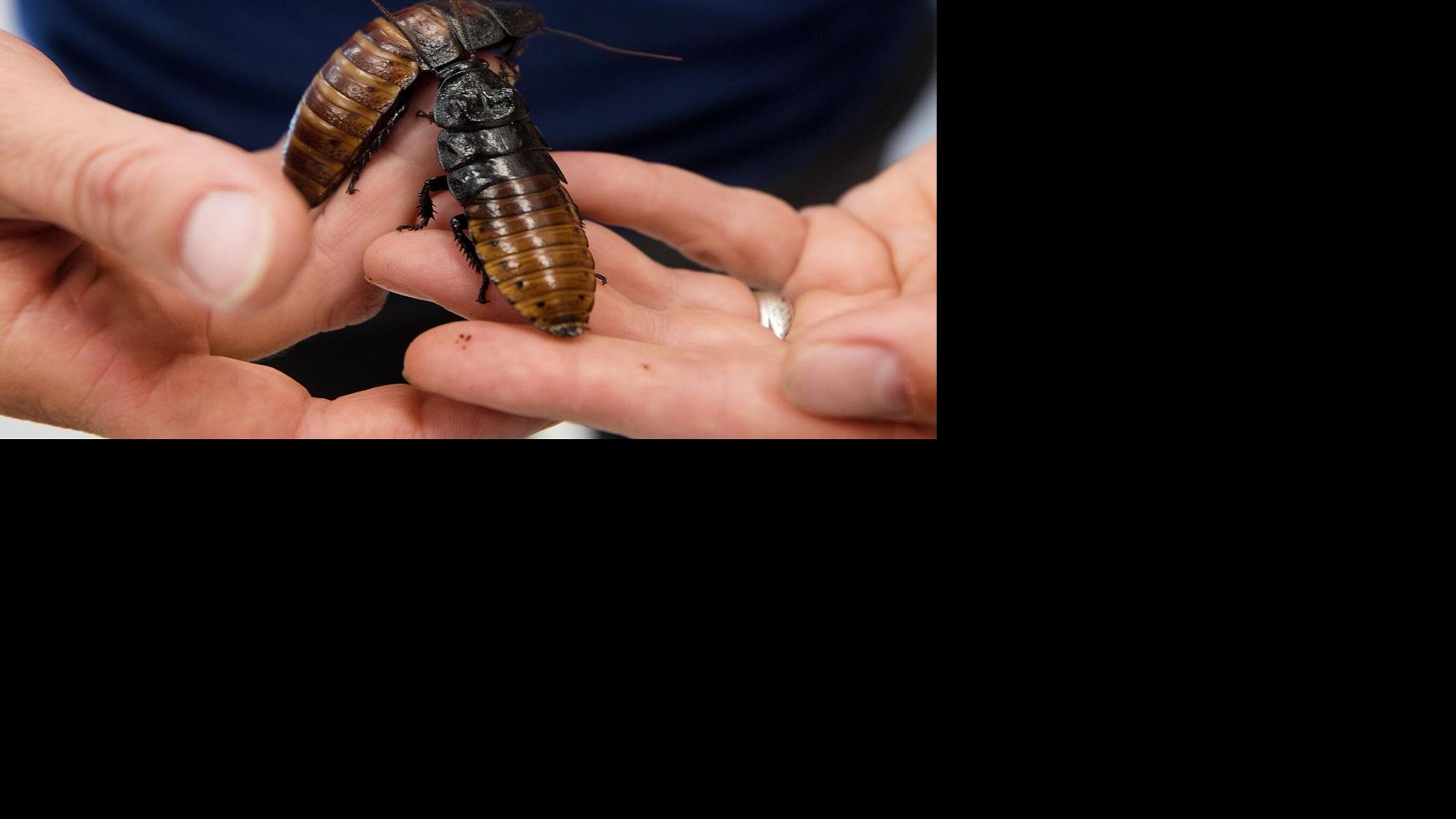 The Arizona Insect Festival Returns