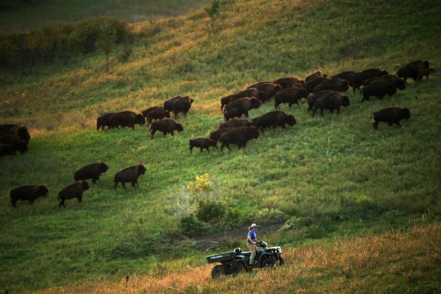 Bison calves born on open space north of Fort Collins