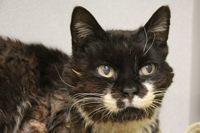Adopt a friend: Brody