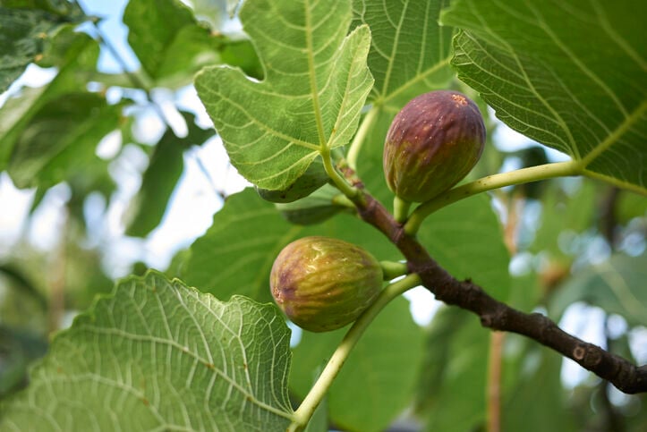 Fig tree with fruit