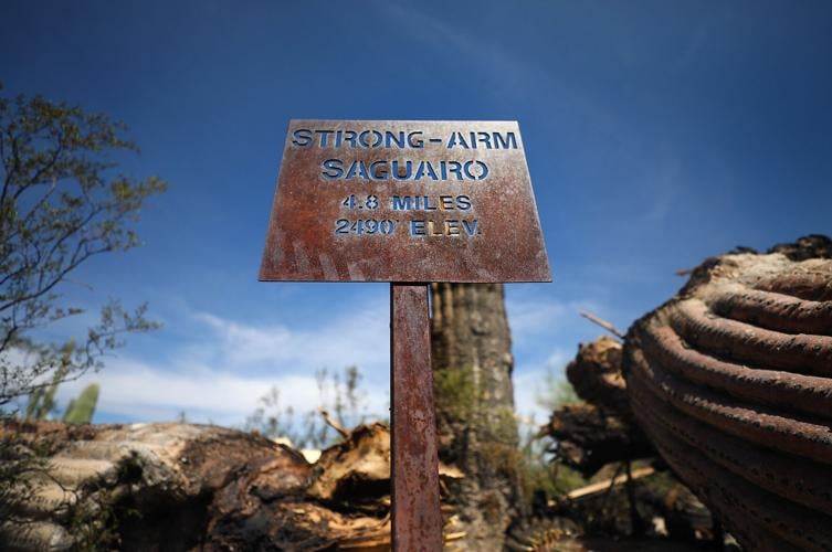 Strong-Arm Saguaro Dies