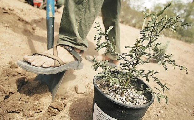 Pick plants that thrive in hot weather  
