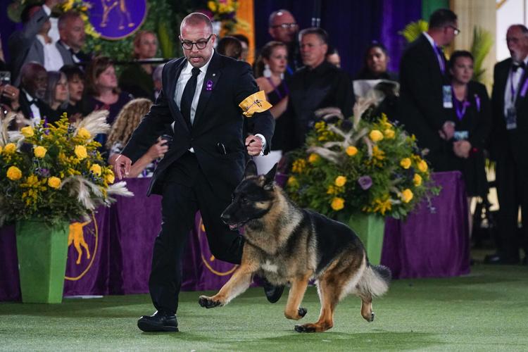Westminster Dog Show-Dog Show 101