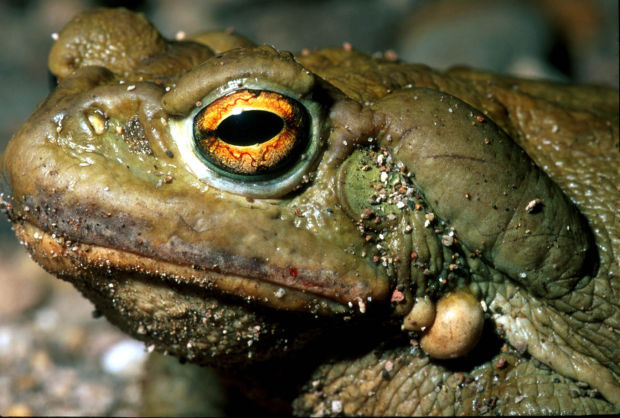 Toxic toad more hazardous than rattlesnakes for dogs ...