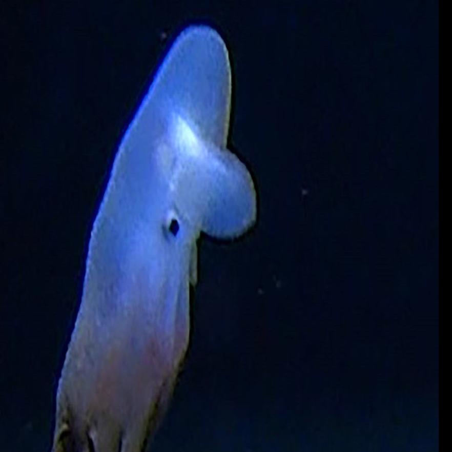 World S Deepest Octopus Complete With Dumbo Ears Captured On Film 4 Miles Below The Surface World News Tucson Com