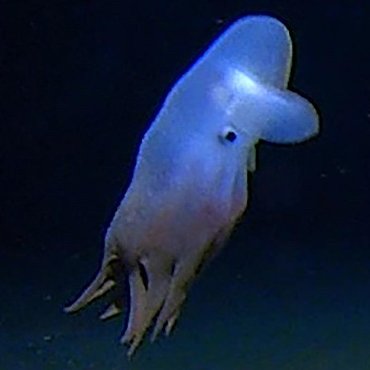 World S Deepest Octopus Complete With Dumbo Ears Captured On Film 4 Miles Below The Surface World News Tucson Com World S Deepest Octopus Complete With Dumbo Ears Captured On Film 4 Miles Below The Surface World News Tucson Com