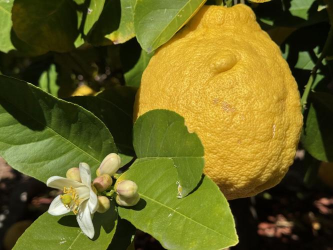 Carbajal garden main