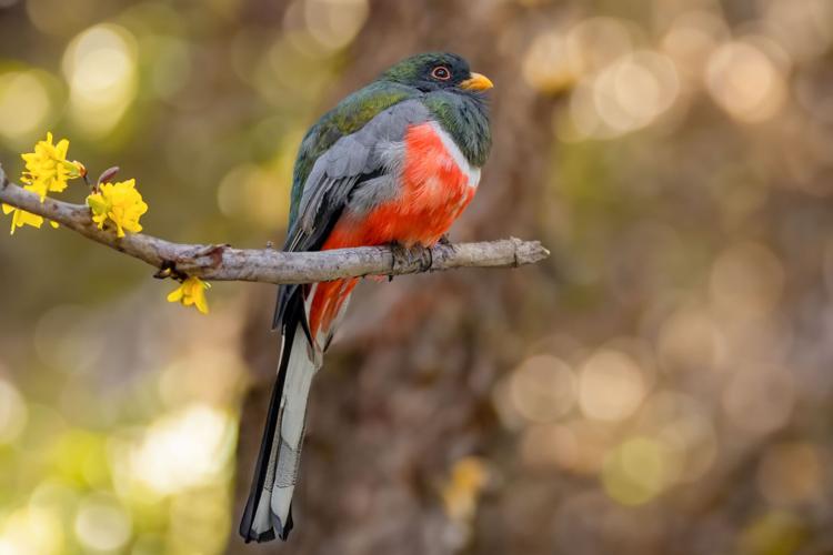 elegant-trogon