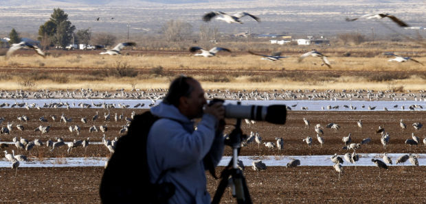 Sandhill Cranes