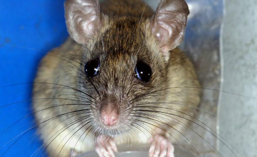 Roof-Rat-2x.jpg