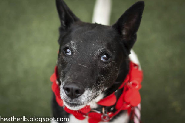 Pima Animal Care Center