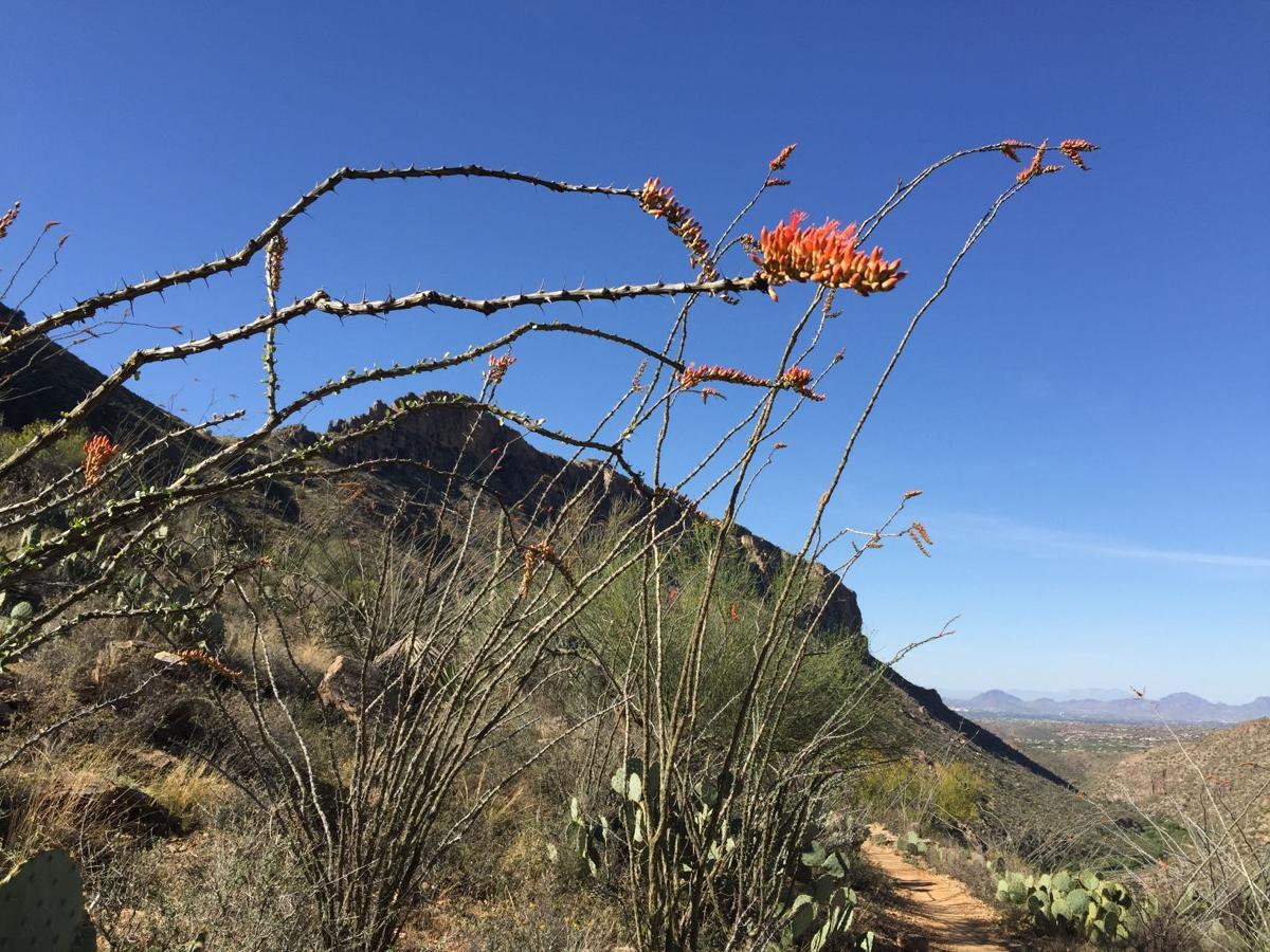 Flowering ocotillos