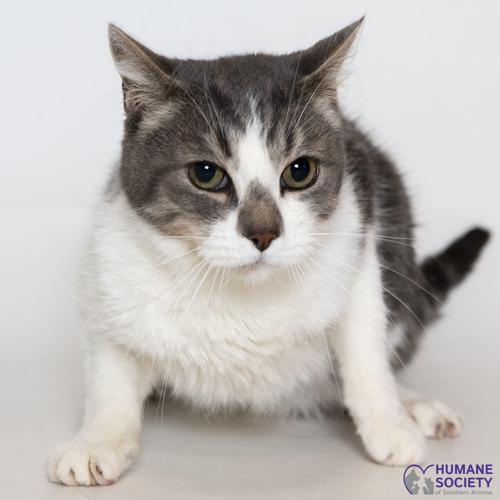 Adopt a friend: Hugh