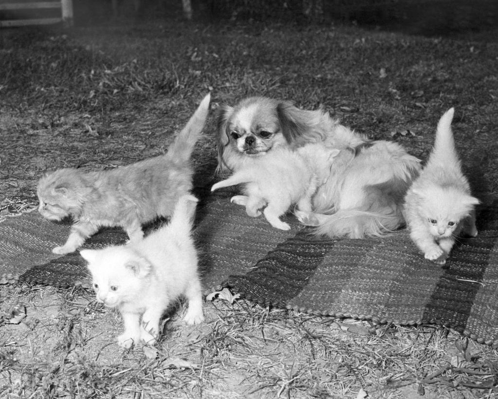 35 Photos Of Unlikely Animal Friendships Pets Tucson Com