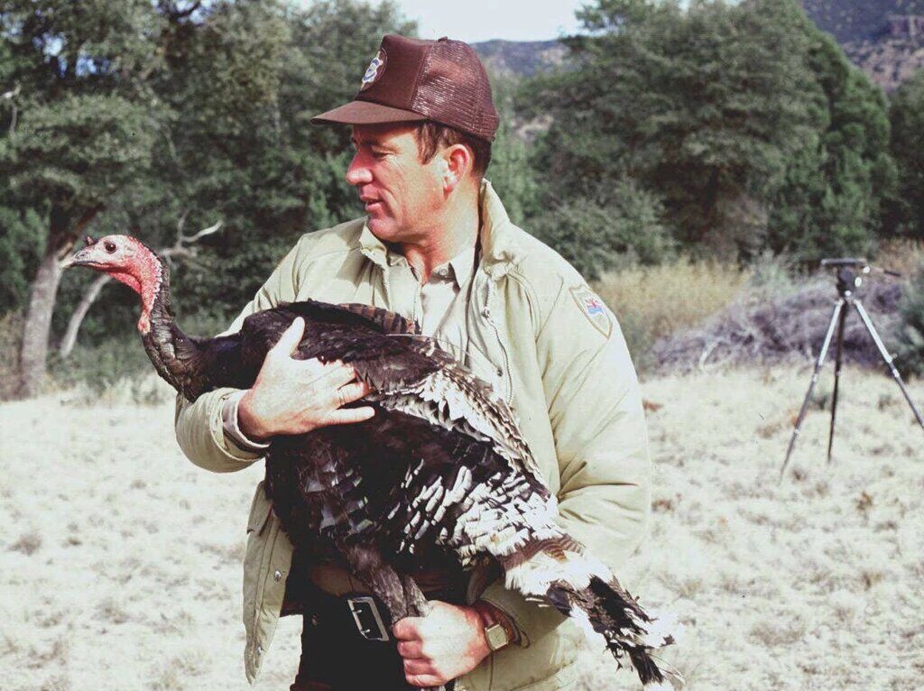 Restoration project brings back Southern Arizona turkeys
