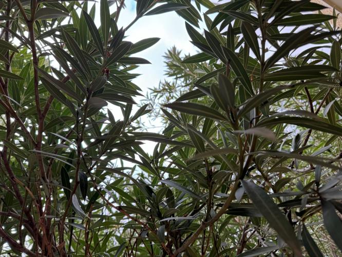 Oleander