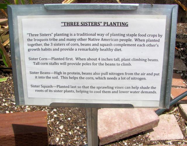 Three Sisters Planting