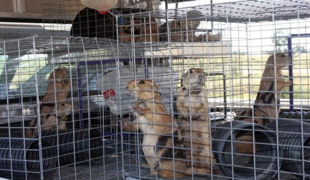 Black-tailed prairie dogs moved to new digs