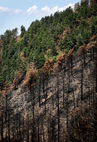 Frye Fire recovery on Mt. Graham
