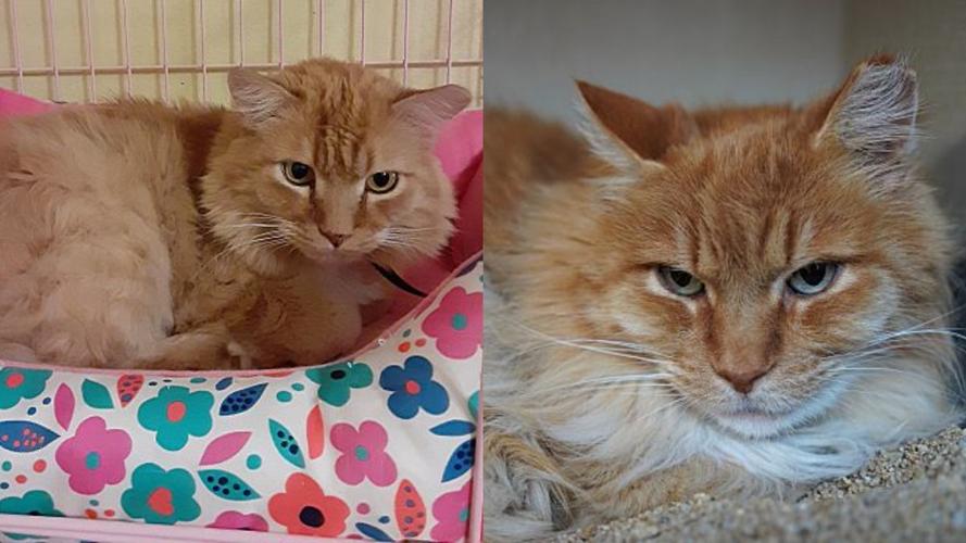 Adopt a friend: Poppy and Harry