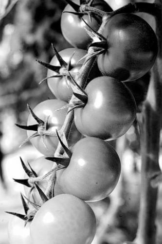 Greenhouses for the moon and Mars  