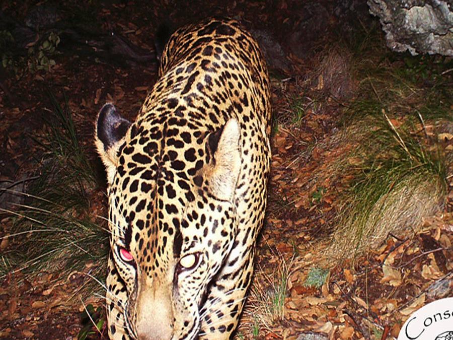 Nation S Wild Cat Hot Spot Is In Santa Rita Mountains Local News