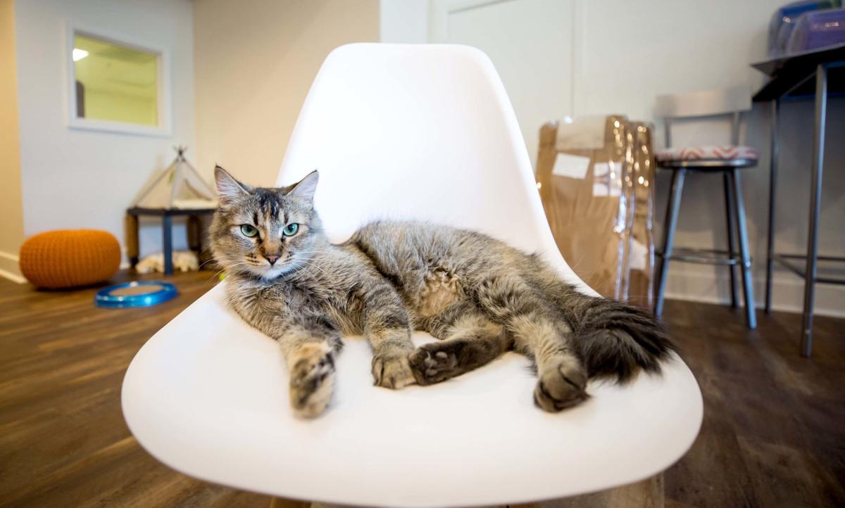 Big City Venue Comes To Tucson A Cat Lounge Business News